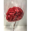 Hydrangea / Hortensia d20cm rood