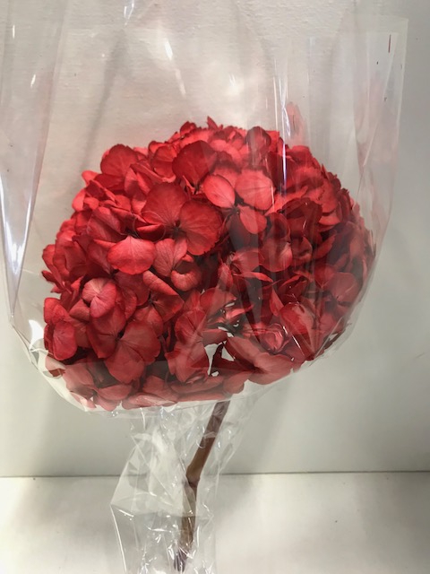 Hydrangea / Hortensia d20cm rood