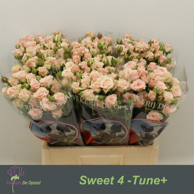 <h4>Rosa sp sweet 4 tune</h4>