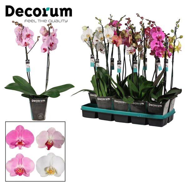 <h4>Phalaenopsis 2 tak mix lang (Decorum)</h4>