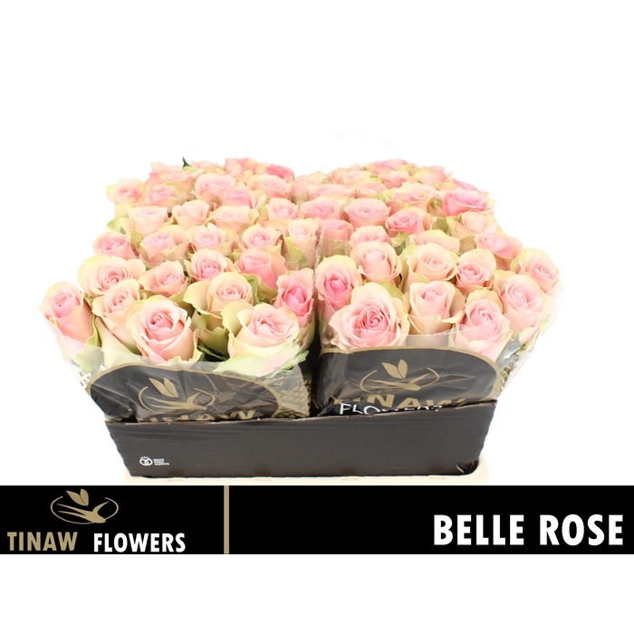 <h4>R Gr Belle Rose</h4>