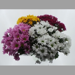 Bouquet Mono Chrys x5 mix 60cm