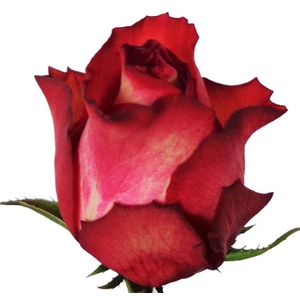 Rosa gr surtida 40 cm (Nevado)