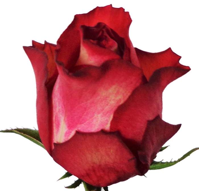 Rosa gr surtida 40 cm (Nevado)