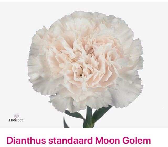 <h4>Dianthus st moon golem</h4>