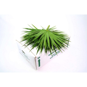 Leaf palm