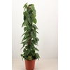 Philodendron Scandens P24