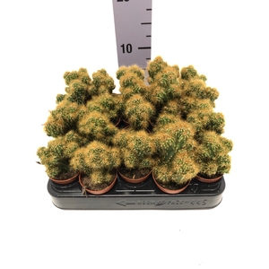 Opuntia Moncantha  (Schijfcactus) 5,5Ø 8cm
