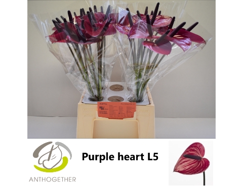 <h4>Anthurium purple heart</h4>