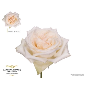 Rosa la garden white o hara (scented)