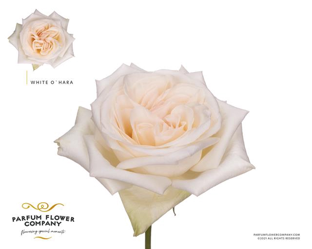 <h4>Rosa la garden white o hara (scented)</h4>