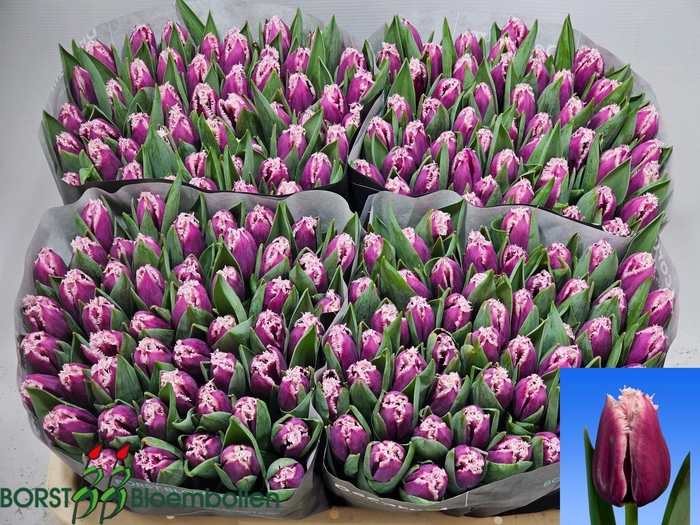 <h4>Tulipa (Fri. San Martin</h4>