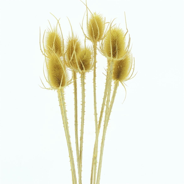 Dried Echinops Bleached Yellow (8st P Bunch)