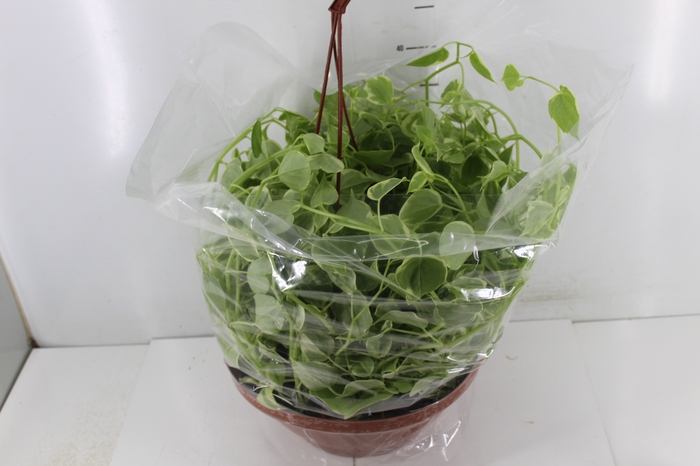 <h4>PEPEROMIA SCANDENS C32</h4>