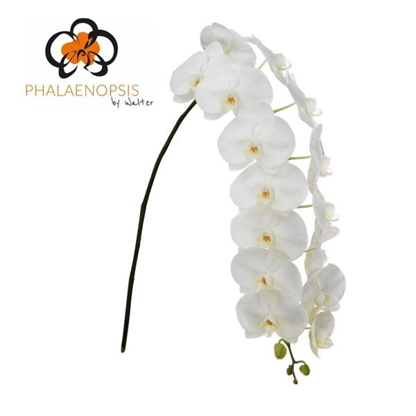 <h4>Phalaenopsis sensation white (per stem)</h4>