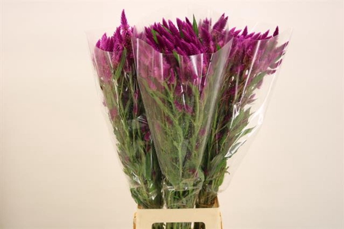 <h4>Celosia Celway Purple</h4>