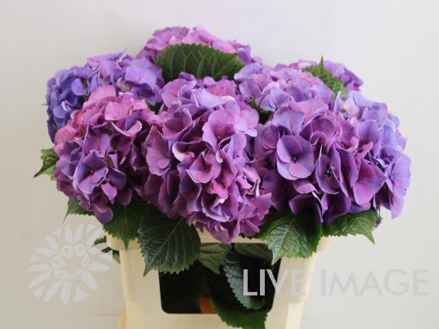 <h4>Hydrangea sibilla purple</h4>