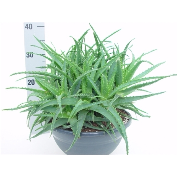 <h4>Aloe arborescens</h4>