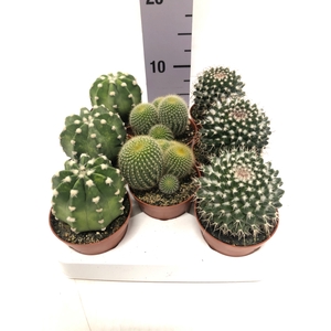 Cactus mix boll 8,5Ø 5cm