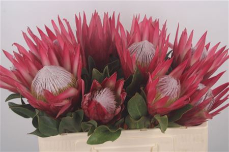 Protea Cy Madiba