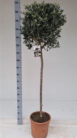 <h4>Olea Europaea ** Op Stam 170cm **</h4>