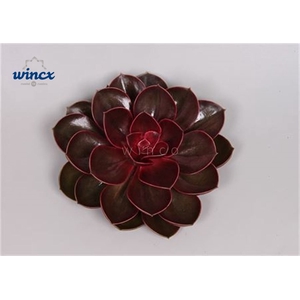 Echeveria Red Ruby Cutflower Wincx-12cm