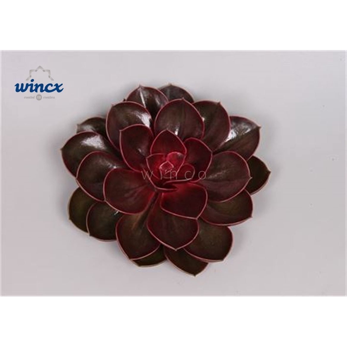 <h4>Echeveria Red Ruby Cutflower Wincx-12cm</h4>