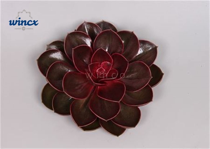 <h4>Echeveria Red Ruby Cutflower Wincx-12cm</h4>