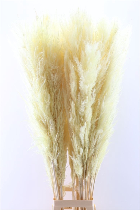 <h4>Dried Cortaderia Pastel Soft Yellow 120cm P Stem</h4>