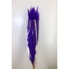 Dried Cortaderia Dadang Lilac 110cm