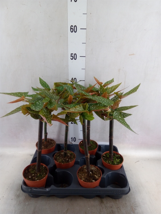 <h4>Begonia albopicta 'Rosea'</h4>