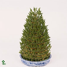 Dracaena sandriana  Lucky Bamboo 13Ø 22cm