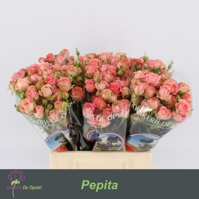 <h4>Rosa sp pepita</h4>