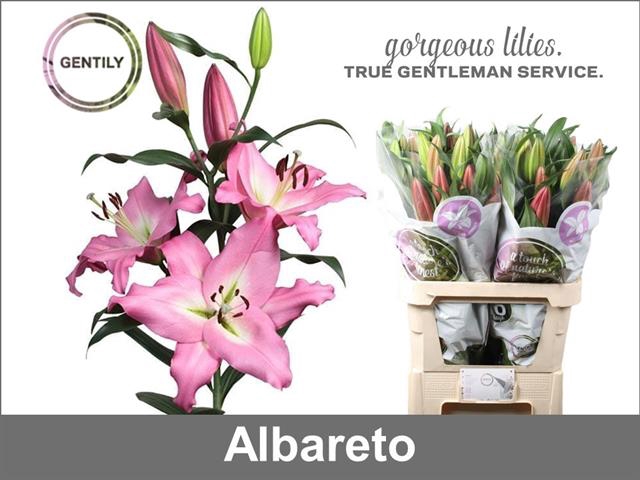 <h4>Lilium or albareto</h4>