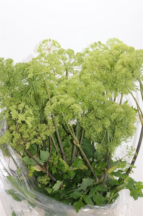 <h4>Angelica Gigas Green 130-140cm Supers</h4>
