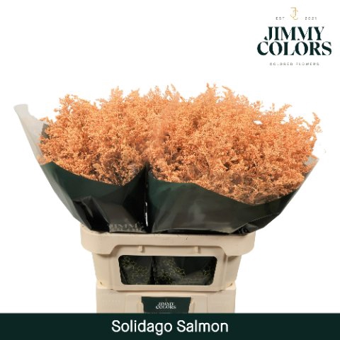 <h4>Solidago paint salmon</h4>