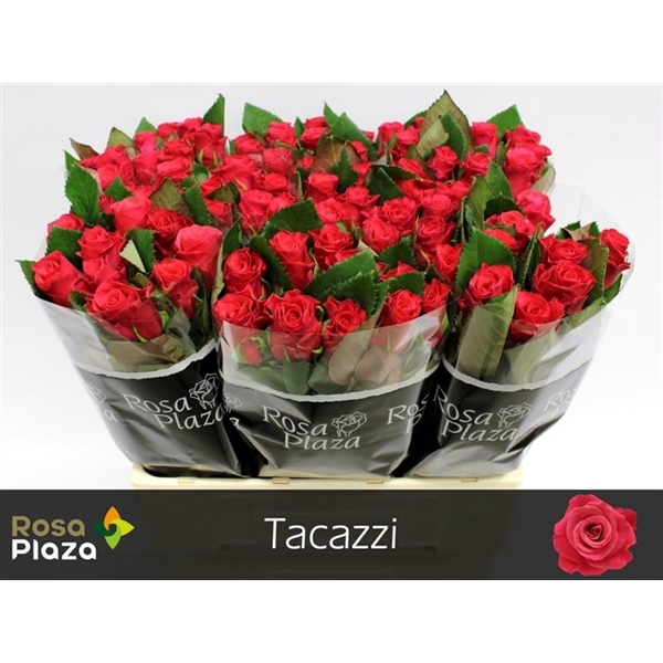 <h4>Rosa la tacazzi+</h4>