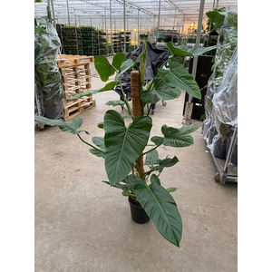 Philodendron Subhastatum 24Ø 130cm