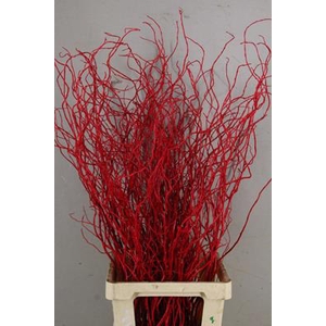 Salix Tortuosa Red