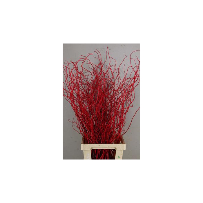 <h4>Salix Tortuosa Red</h4>