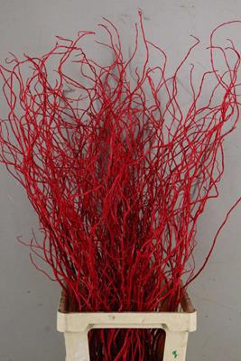 Salix Tortuosa Red