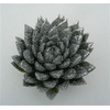 Echeveria Agavoides Glitter Silver Cutflower Wincx-10cm