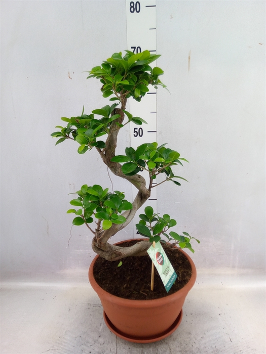 <h4>Ficus microcarpa 'Ginseng'</h4>