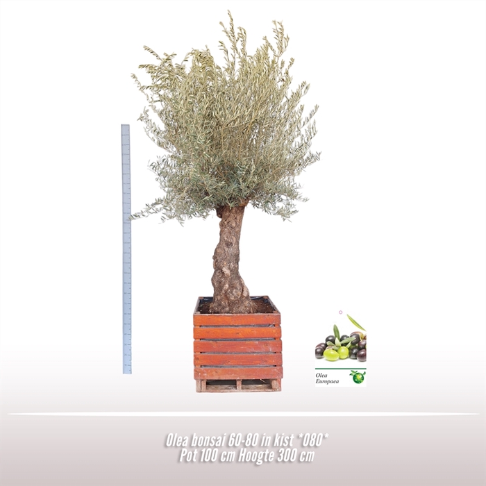 Olea bonsai 60-80 in kist *080*