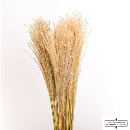 <h4>Dried Silver Grass 10pcs Bunch</h4>