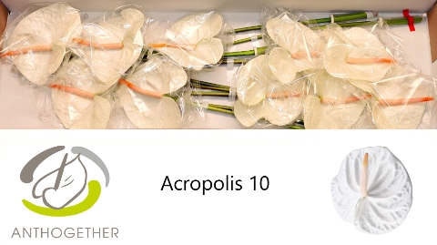 <h4>Anthurium acropolis</h4>