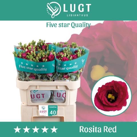 <h4>Lisianthus do rosita red</h4>
