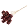 Pine cone 5-7cm on stem Red Tipped