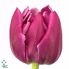 <h4>Tulipa do double princess</h4>