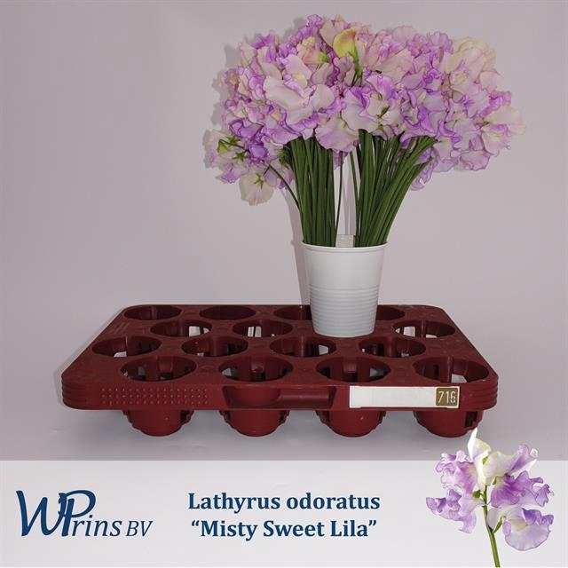 <h4>Lathyrus wedding sweet lila</h4>